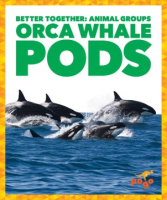 Orca_whale_pods