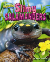 Slimy_salamanders