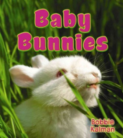 Baby_bunnies