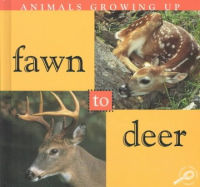 Fawn_to_deer