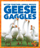 Geese_gaggles