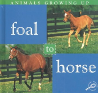 Foal_to_horse