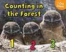 Counting_in_the_forest
