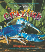 The_life_cycle_of_a_crayfish