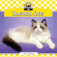 Ragdoll_cats