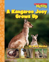 A_Kangaroo_joey_grows_up